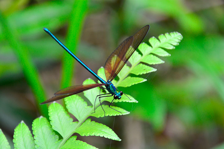 リュウキュウハグロトンボ雄