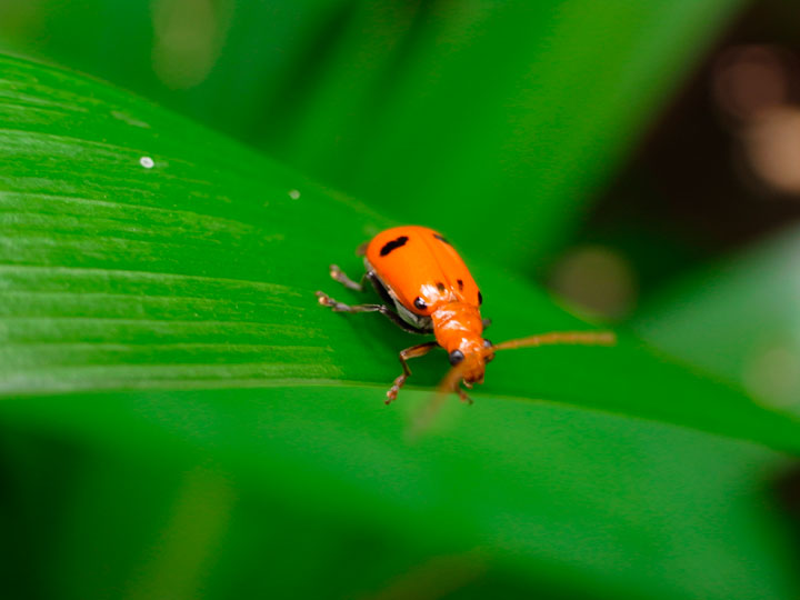 フタイロウリハムシ