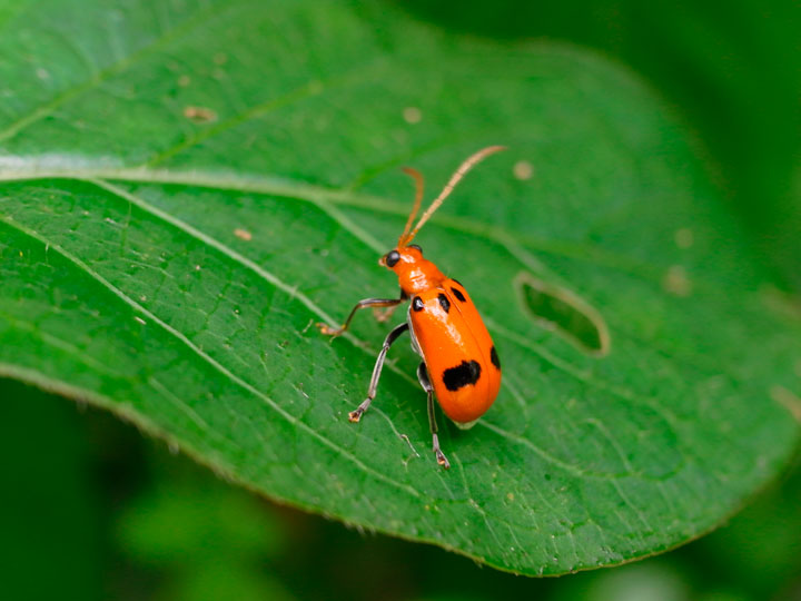 フタイロウリハムシ