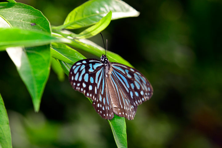 リュウキュウアサギマダラ