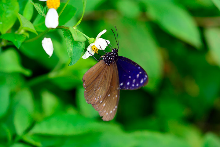 ツマムラサキマダラ雄