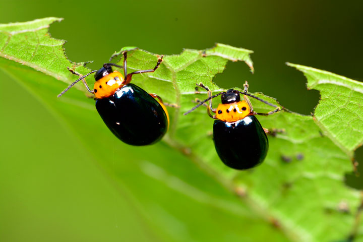 オキナワイチモンジハムシ