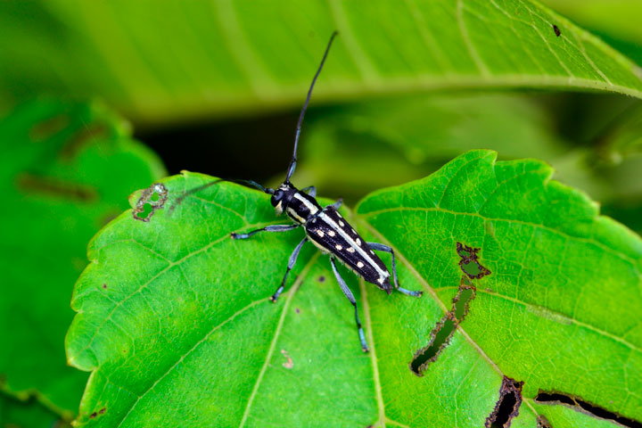 リュウキュウルリボシカミキリ