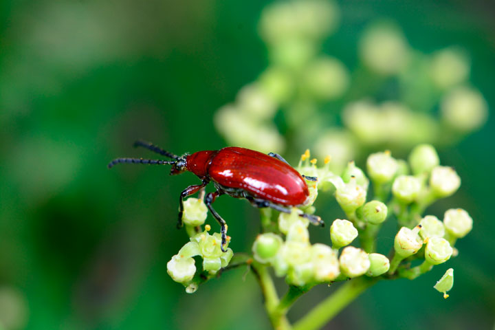 オキナワクビナガハムシ