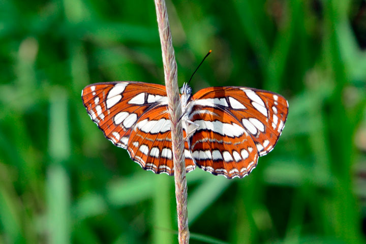 リュウキュウミスジ