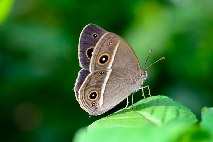 リュウキュウヒメジャノメ