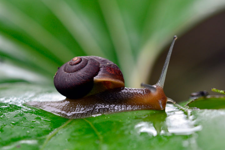 オキナワウスカワマイマイ