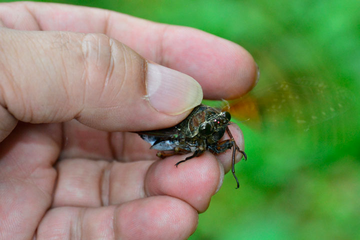 リュウキュウアブラゼミ