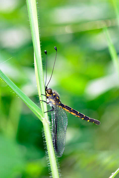 オキナワツノトンボ