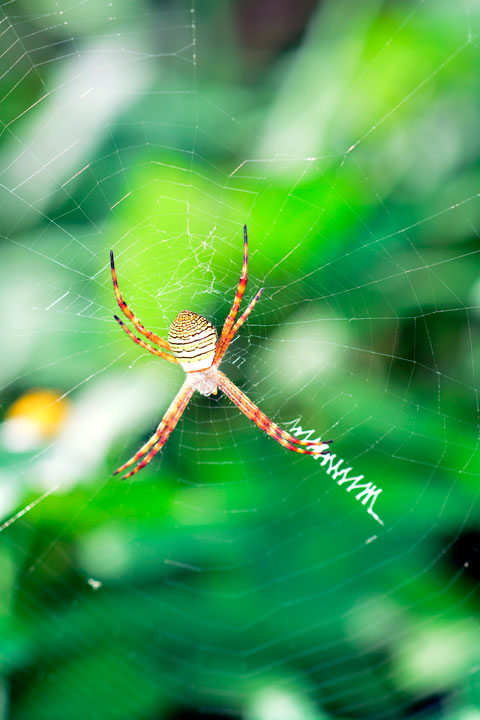 ナガマルコガネグモ