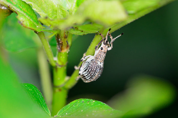 オキナワクワゾウムシ