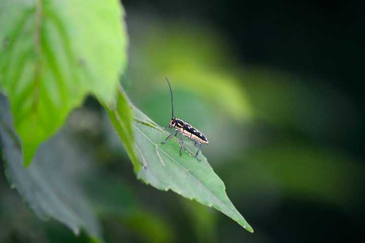 リュウキュウルリボシカミキリ
