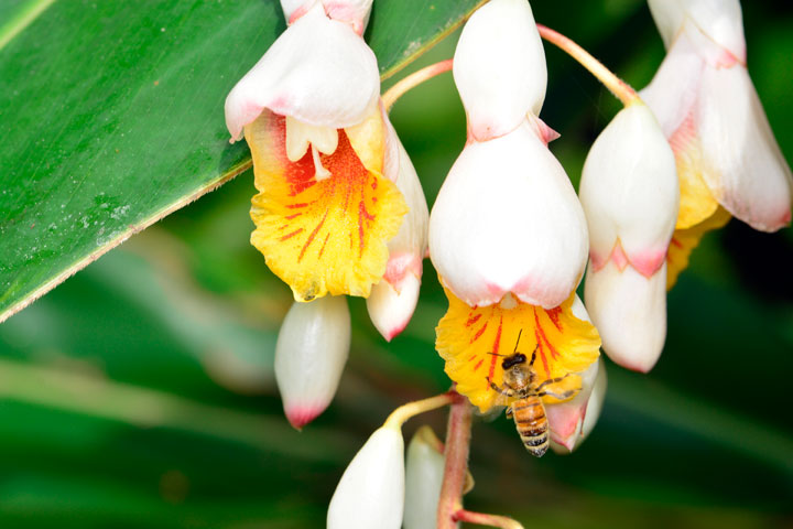 ゲットウに訪花したセイヨウミツバチ