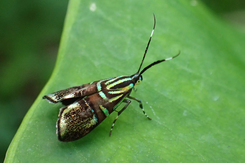 イヌビワオオハマキモドキ