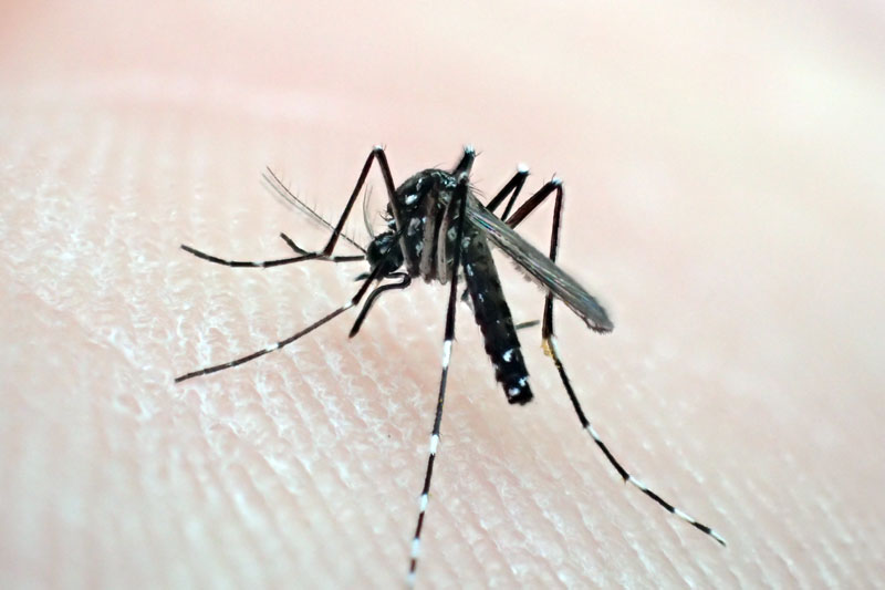 ヒトスジシマカ