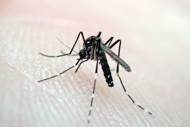 ヒトスジシマカ