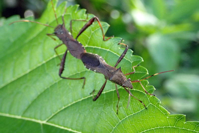 キスジホソヘリカメムシ