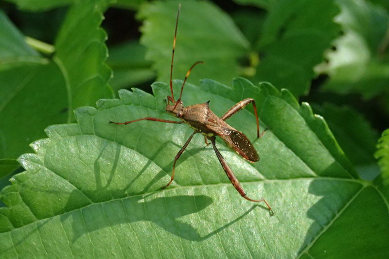キスジホソヘリカメムシ