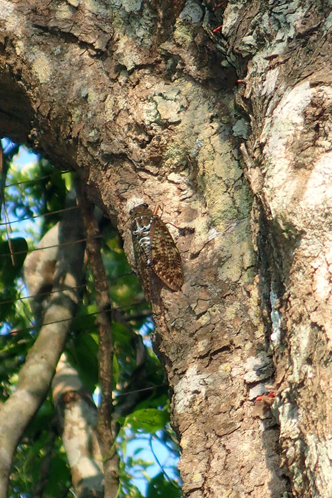 リュウキュウアブラゼミ