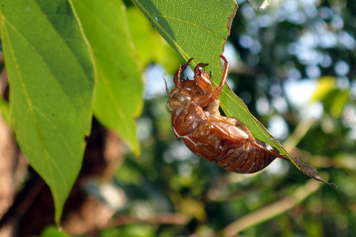 リュウキュウアブラゼミ羽化殻