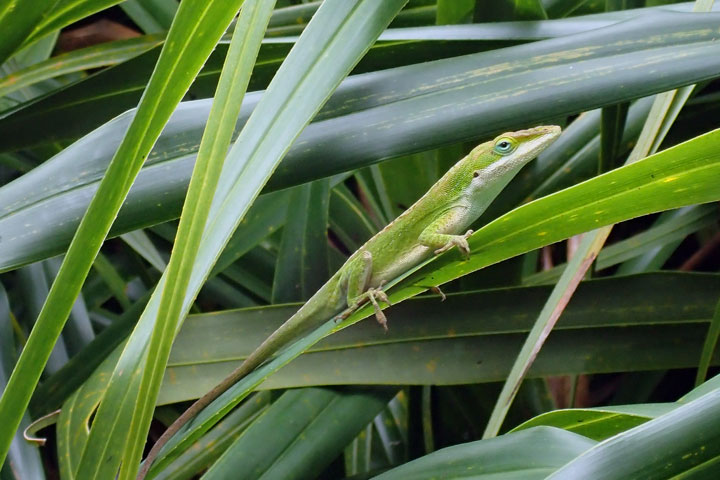 グリーンアノール