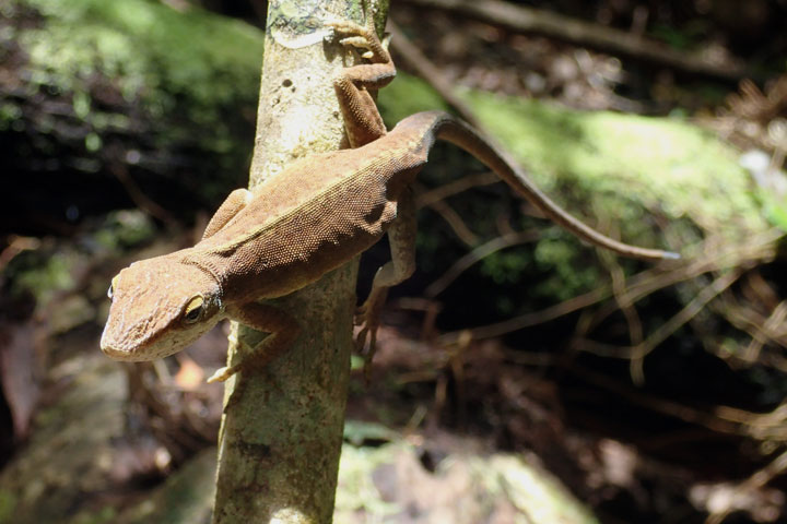 グリーンアノール