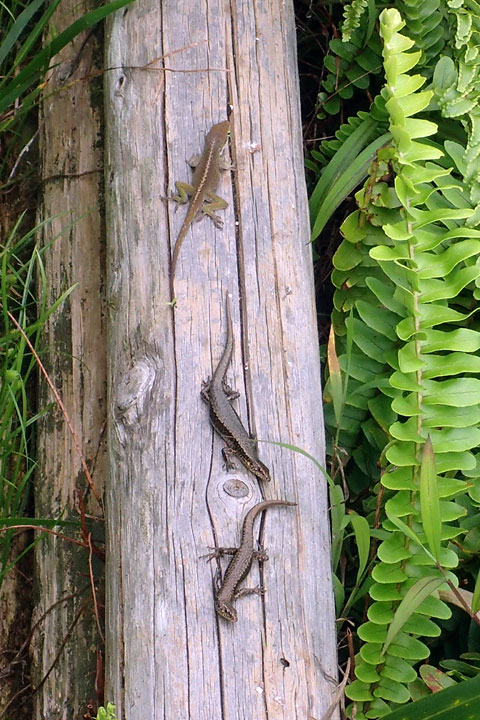 グリーンアノール（上）とオガサワラトカゲ
