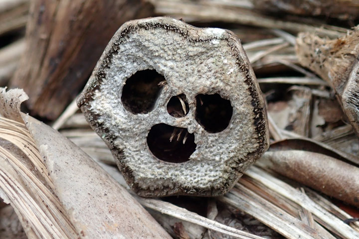 オガサワラタコノキ実