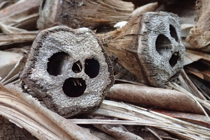 オガサワラタコノキ実