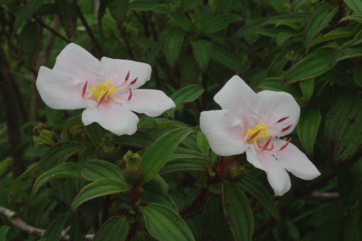 ハハジマノボタン