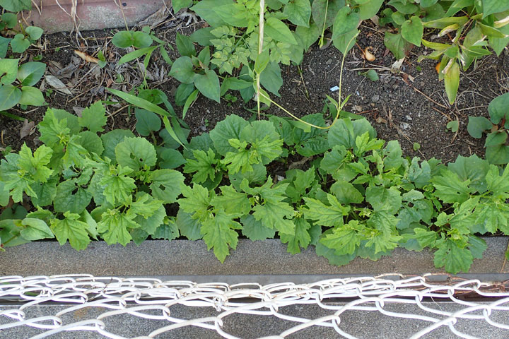 ツルレイシ（6月15日撮影）