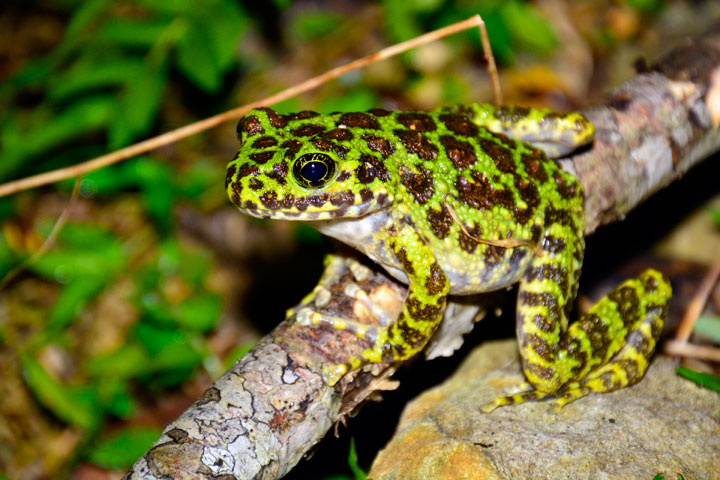 オキナワイシカワガエル