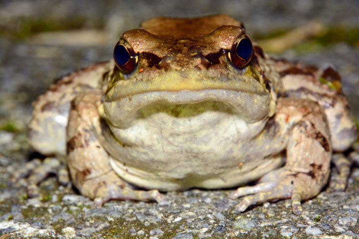 ホルストガエル