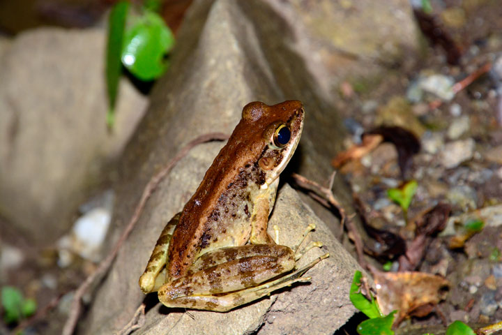 ハナサキガエル