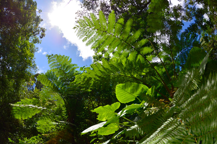 ヒカゲヘゴとクワズイモ