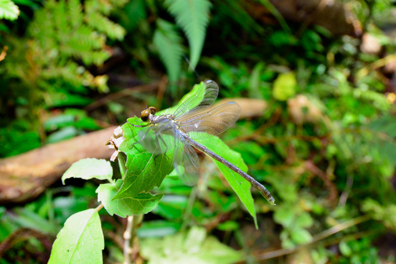 オキナワオジロサナエ羽化直後