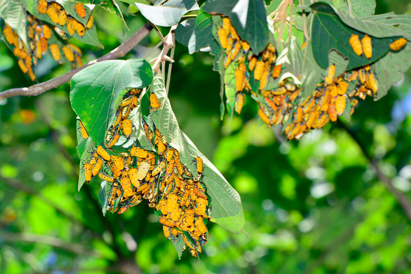 アカギカメムシ