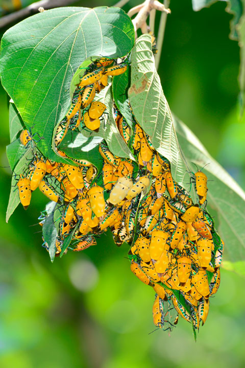 アカギカメムシ