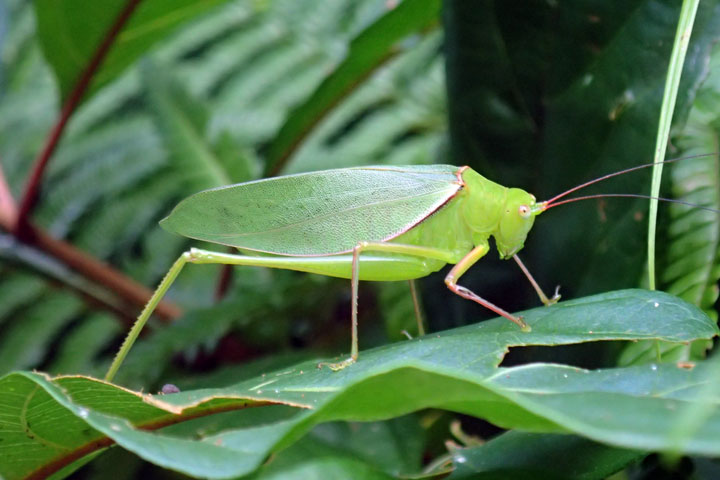 オキナワヘリグロツユムシ