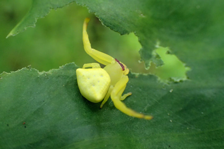 アマミアズチグモ