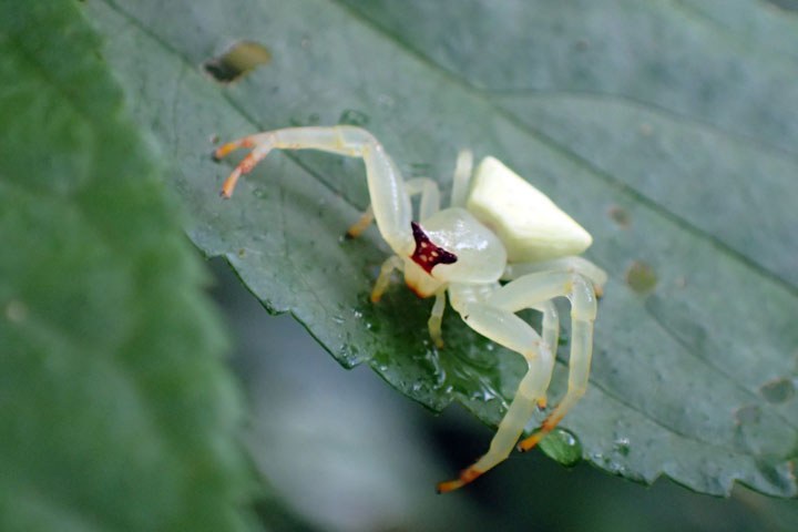 アマミアズチグモ
