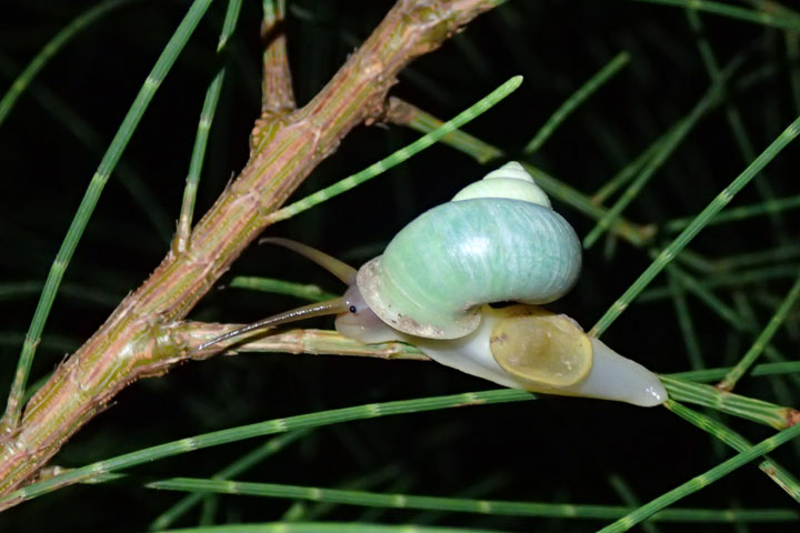 アオミオカタニシ