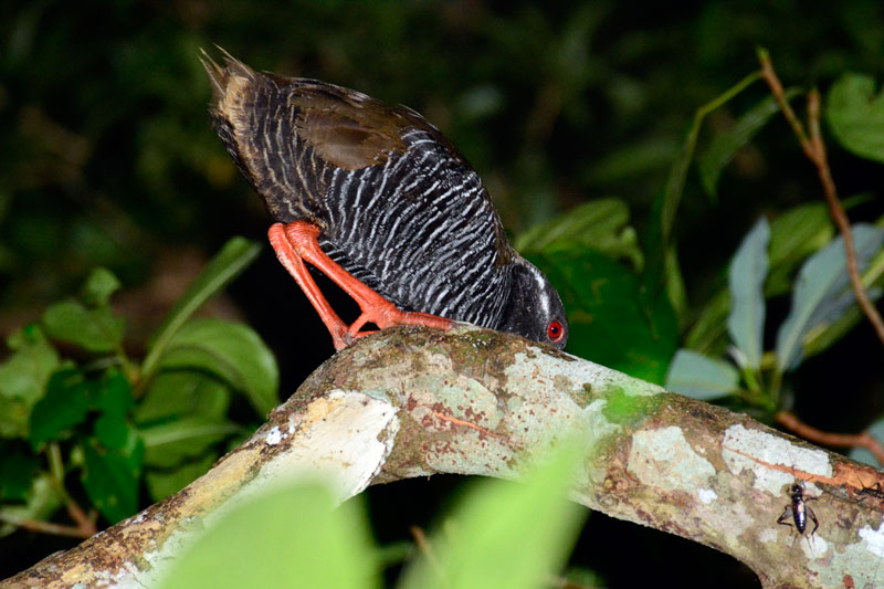 ヤンバルクイナ