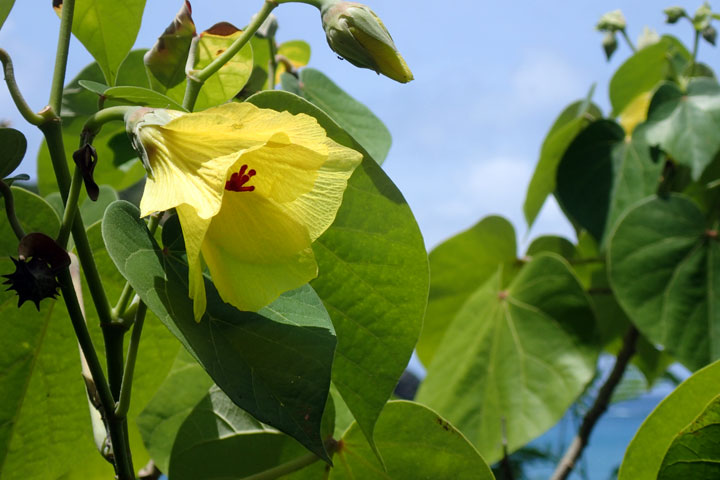 テリハハマボウ