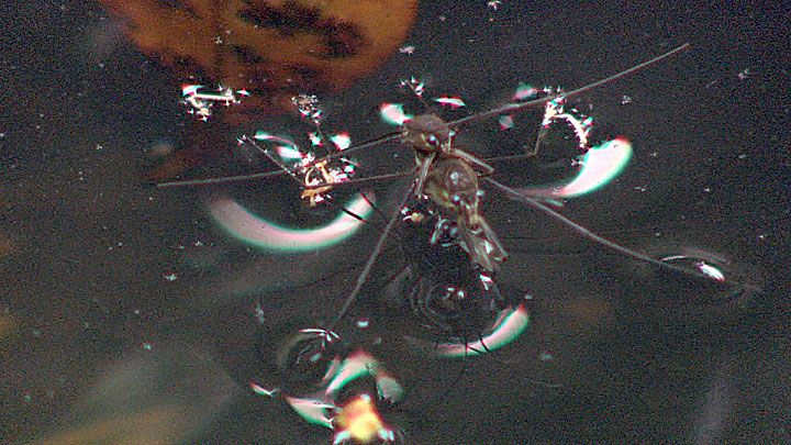 オガサワラアメンボ