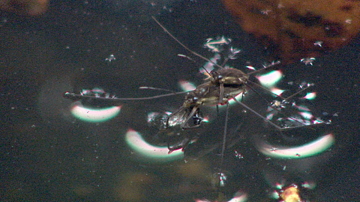 オガサワラアメンボ