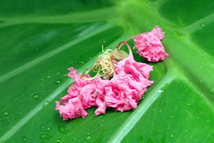 サルスベリの花弁とクワズイモの葉