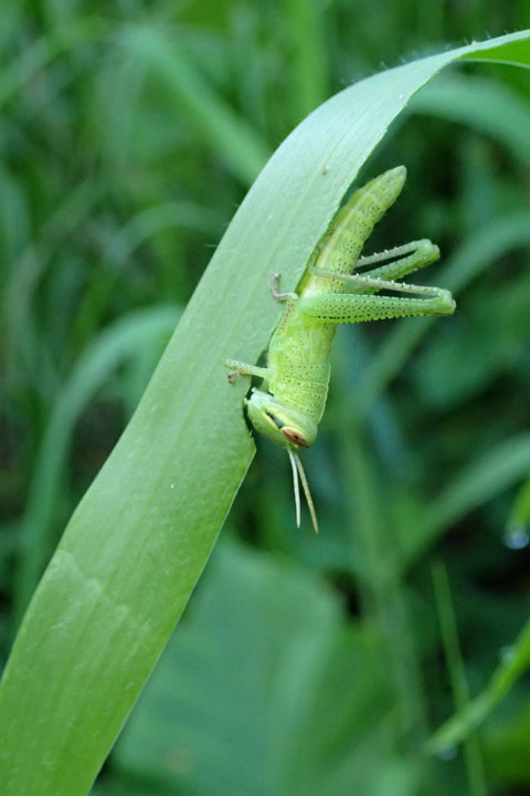 ツチイナゴ幼虫