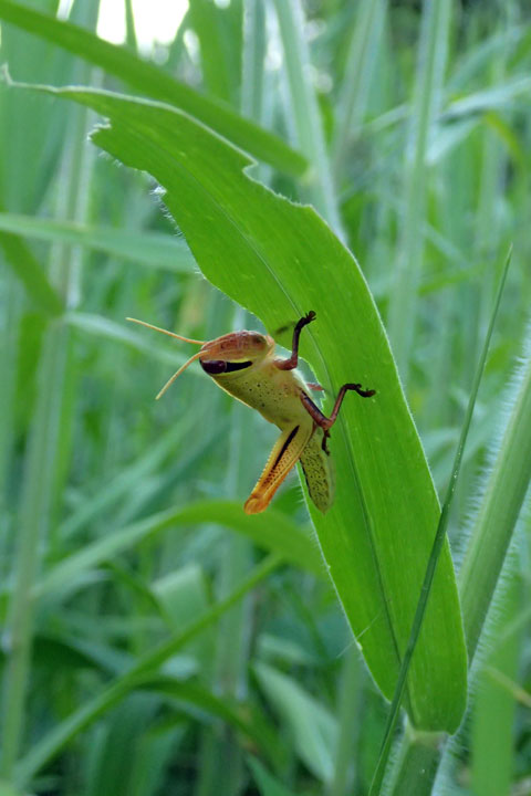 ツチイナゴ幼虫