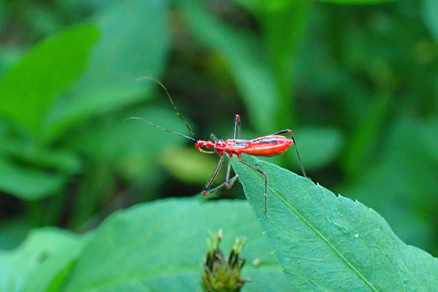 キベリヒゲナガサシガメ幼虫